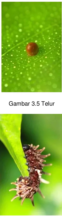 Gambar 3.5 Telur 