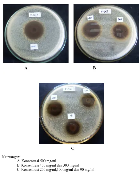 Gambar Hasil Uji Aktivitas Antibakteri Ekstrak Etilasetat Rumput Laut Coklat Terhadap Bakteri Escherichia coli 