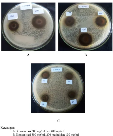 Gambar Hasil Uji Aktivitas Antibakteri Ekstrak Etilasetat Rumput Laut Coklat Terhadap Bakteri Staphylococcus aureus 