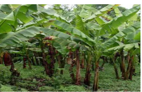 Gambar 1. Tanaman pisang 