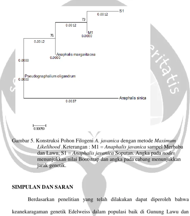 Gambar 5. Konstruksi Pohon Filogeni A. javanica dengan metode Maximum  Likelihood .Keterangan : M1 = Anaphalis javanica sampel Merbabu  dan Lawu, S1 = Anaphalis javanica Soputan