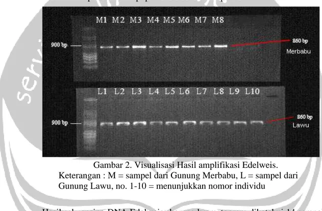Gambar 1. Visualisasi Hasil Ekstraksi DNA Edelweiss 