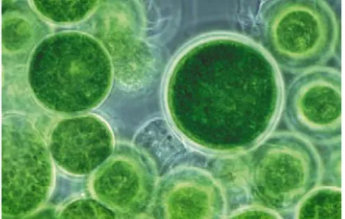 Gambar 2.1. Fitoplankton Jenis Cyanophyta 