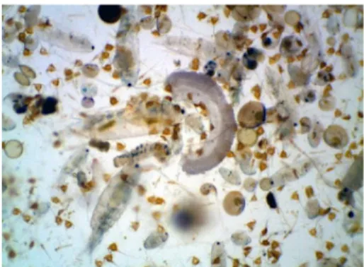 Gambar 2.4. Plankton (Fitoplankton, Zooplankton dan Bacterioplankton)  2.4  Titik Kesetimbangan  Pandang persamaandiferensialsebagaiberikut[1]:  