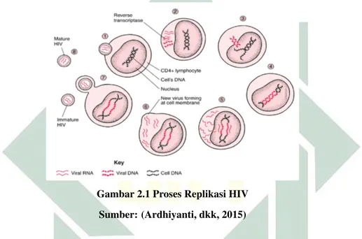 Gambar 2.1 Proses Replikasi HIV Sumber: (Ardhiyanti, dkk, 2015)