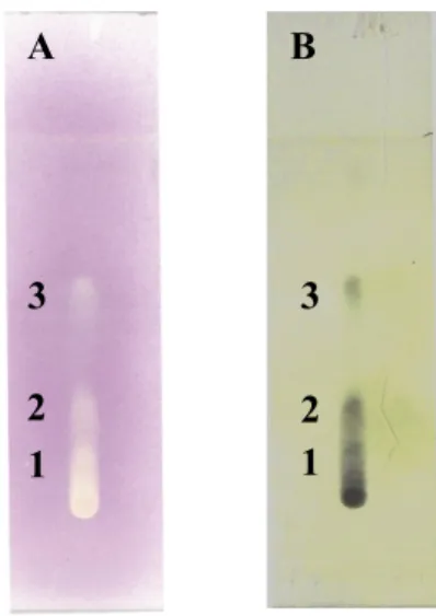Gambar  4. Kr omatogr amlapisan tipis senyawa antioksidan dan fenolat fraksi etilasetat, (A) noda senya- senya-wa antioksidan setelah disemprot dengan pereaksi 0,04% DPPH dalam metanol, (B) noda senyasenya-wa  fenolat  setelah  disemprot  dengan  pereaksi 
