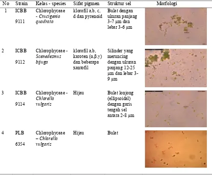 Tabel 4. Karakterisasi morfologi ganggang mikro ICBB 9111, ICBB 9112,  ICBB 9114 dan LB 6354 dibawah mikroskop dengan perbesaran 400x