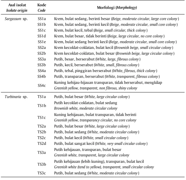 Tabel 1. Morfologi bakteri dari Sargassum sp. dan Turbinaria sp. yang tumbuh pada media CMC 1% Table 1