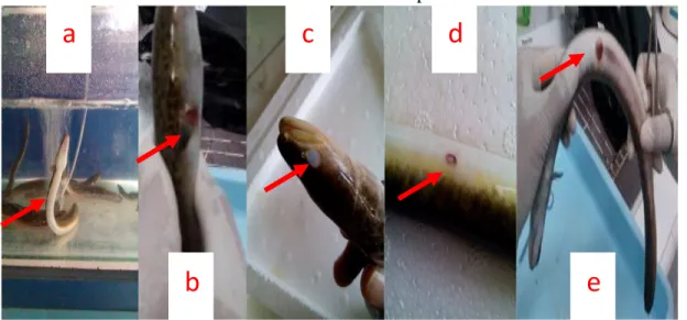 Gambar 2.   Gejala  klinis  uji  patogenitas:  (a)  ikan  tampak  menggantung,  (b)  pendarahan  pada  sirip,    (c)  mata  buram,  (d)  luka  pada  bagian  tubuh, (e) pendarahan pada anus