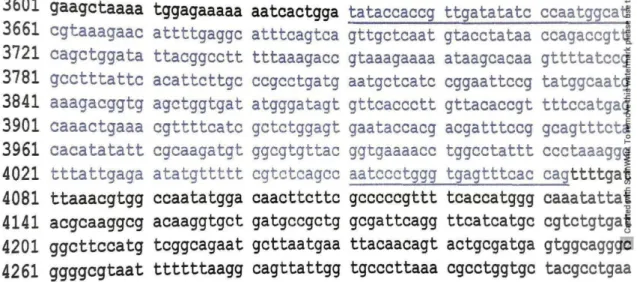Gambar 3. Urutan gen catP dengan Accession Number: U46780 Berdasarkan  data  yang  diperoleh,