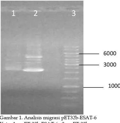 Gambar 1. Analisis migrasi pET32b-ESAT-6