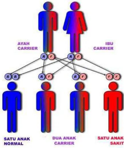 Gambar 2.1 Siklus Penurunan Penyakit Thalassemia (www.detak-unsyiah.com) 