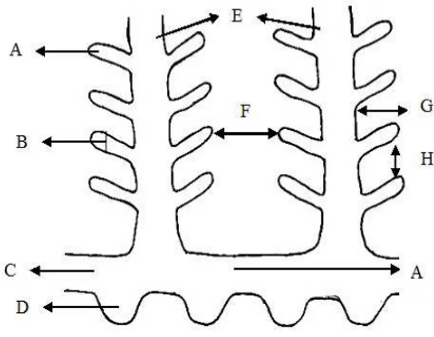 Gambar 1.   Sketsa jaringan insang. A. Lamella sekunder; B. Lebar lamella sekunder; 