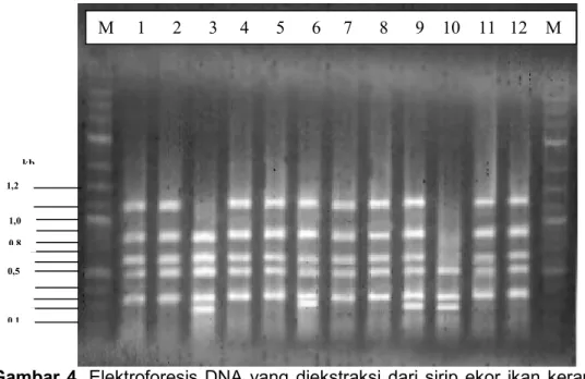 Gambar  4.  Elektroforesis  DNA  yang  diekstraksi  dari  sirip  ekor  ikan  kerapu  macan 