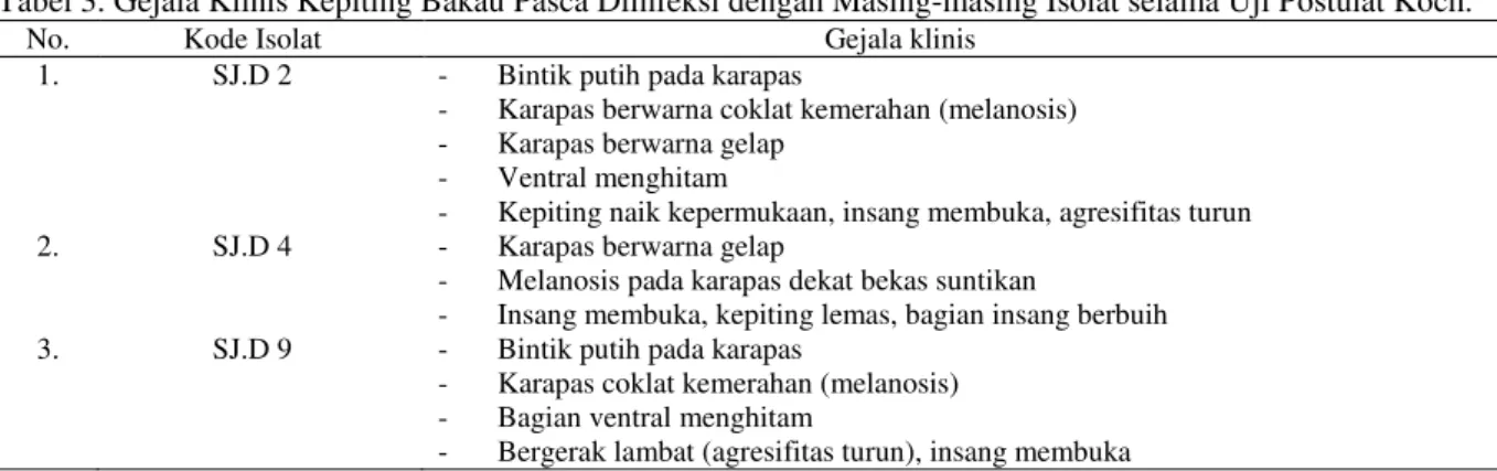 Tabel 3. Gejala Klinis Kepiting Bakau Pasca Diinfeksi dengan Masing-masing Isolat selama Uji Postulat Koch