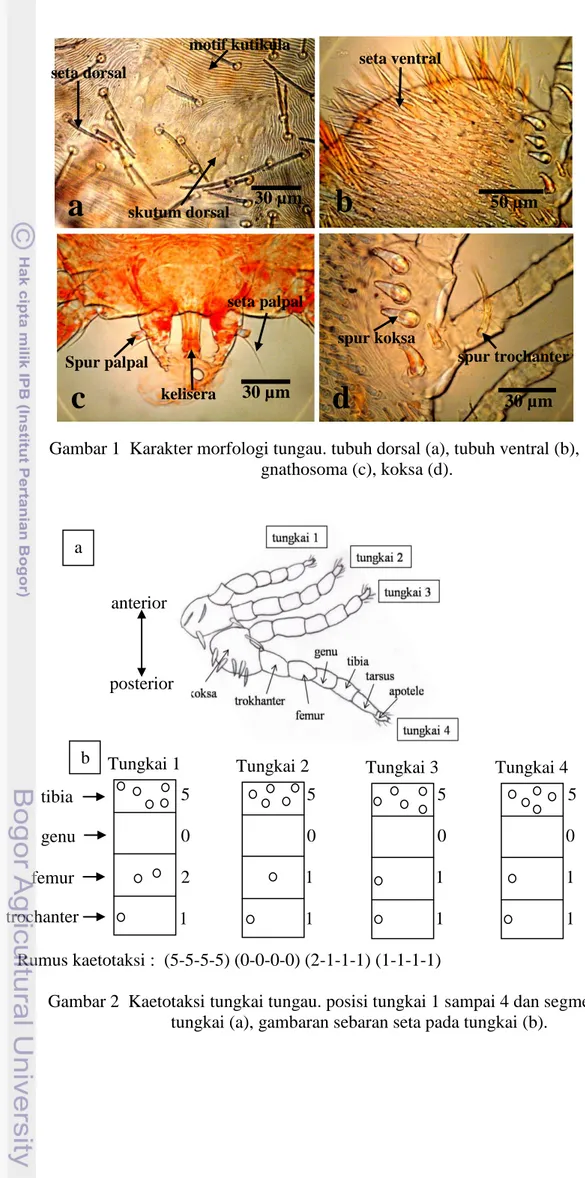 Gambar 1  Karakter morfologi tungau. tubuh dorsal (a), tubuh ventral (b),  gnathosoma (c), koksa (d)