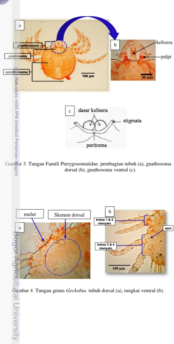 Gambar 3  Tungau Famili Pterygosomatidae. pembagian tubuh (a), gnathosoma  dorsal (b), gnathosoma ventral (c)