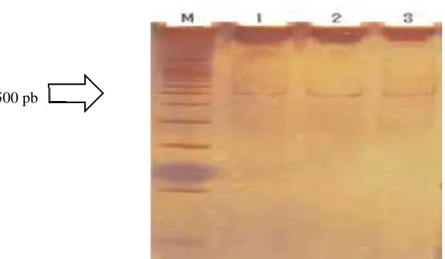 Gambar 2. Produk amplifikasi gen Diacylglycerol-acyltransferase 1 (DGAT 1). M: Marker, 1: Sampel susuno 1, 2: Sampel susu no 2, 3: Sampel susu no 3.