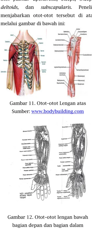 Gambar 11. Otot–otot Lengan atas  Sumber:  www.bodybuilding.com   