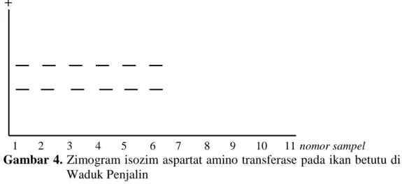 Gambar 4. Zimogram isozim aspartat amino transferase pada ikan betutu di  Waduk Penjalin 