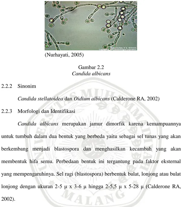 Gambar 2.2   Candida albicans  2.2.2  Sinonim 