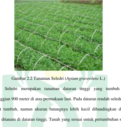 Gambar 2.2 Tanaman Seledri (Apium graveolens L.) 