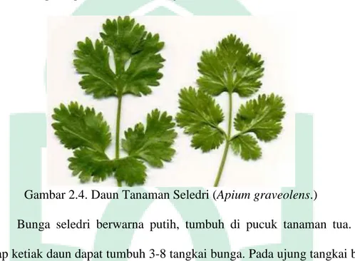 Gambar 2.4. Daun Tanaman Seledri (Apium graveolens.) 