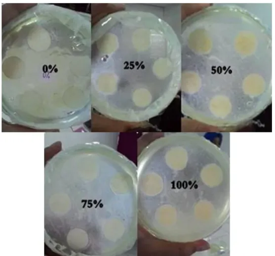 Gambar 1. Diameter zona hambat ekstrak batang nangka terhadap Salmonella thypii 