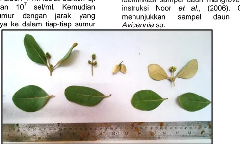 Gambar 1. Daun Mangrove Avicennia sp.  Proses ekstraksi bertujuan untuk memisahkan 