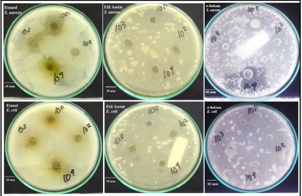Gambar  2  menunjukkan  fraksi  etil  asetat  tergolong  antibakteri  yang  kuat,  fraksi  etanol  tergolong  antibakteri  yang  sedang,  dan  fraksi  n-heksan  tergolong  antibakteri  yang  lemah