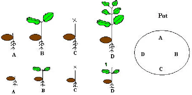 Figure 1. Four seeds were positioned in clock-wise Direction, and treatedas below