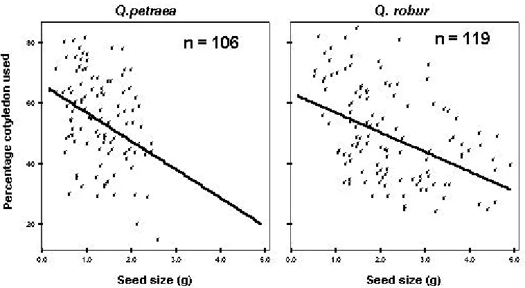 Figure 3.  Relationship between seed size and percentage cotyledon used.
