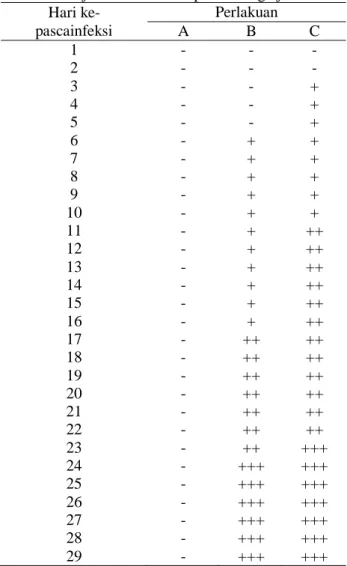 Gambar 4. Gejala klinis IMNV mulai terbentuk otot  putih  pada  ruas  ke-6.  Otot  putih  terlihat  pada  bagian ruas satu dari abdomen (anak panah)