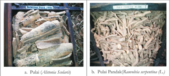 Gambar 5.  Kulit pulai dan pulai pandak dalam kondisi kering Figure 5.  Pulai bark and pulai pandak bark in dry conditions