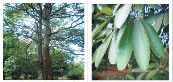Gambar 2.  Pohon pulai (Alstonia Scolaris ) Figure 2.  Pulai tree (Alstonia scolaris)