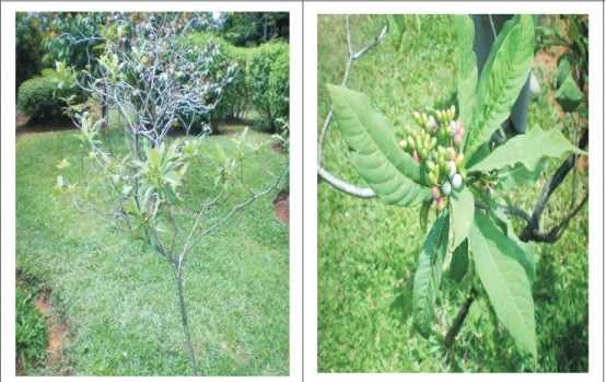 Gambar 3.  Pohon pulai pandak (Rauvolvia serpentina (L.) Figure 3.  Pulai pandak  tree (Rauvolvia serpentina (L.)