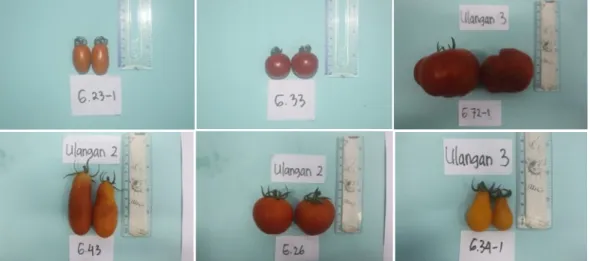 Tabel 6. Nilai rata-rata komponen hasil tanaman tomat  Genotipe