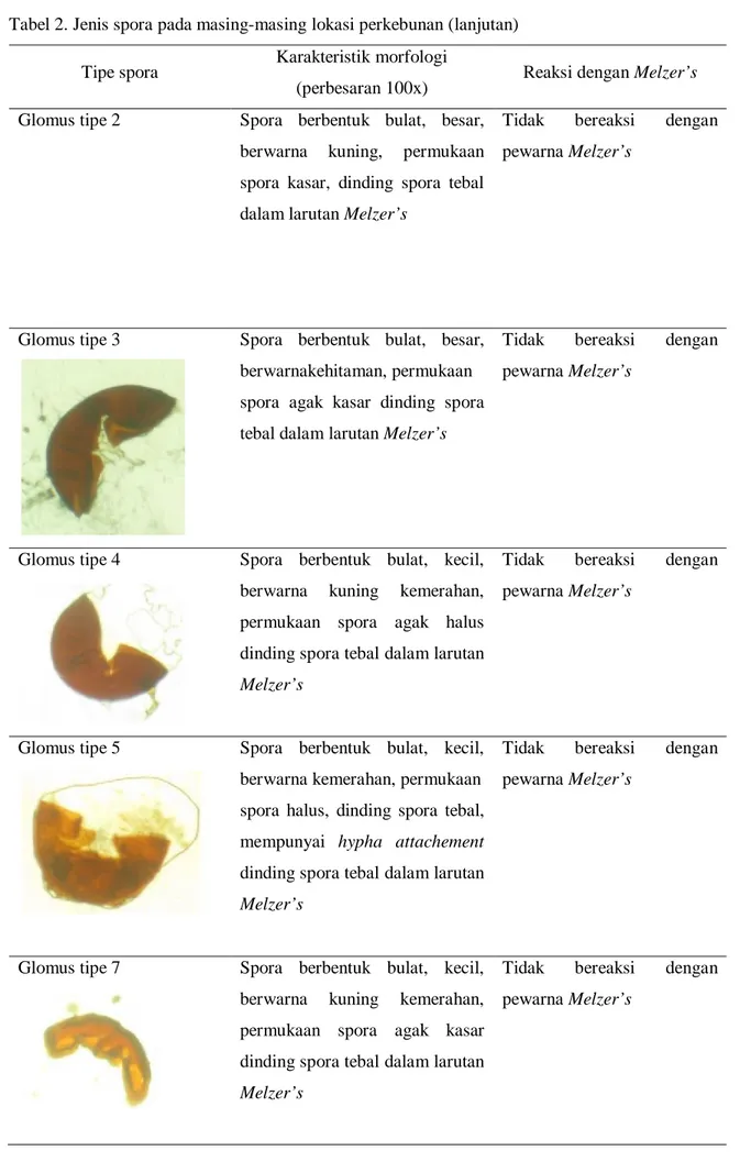 Tabel 2. Jenis spora pada masing-masing lokasi perkebunan (lanjutan)  Tipe spora  Karakteristik morfologi 