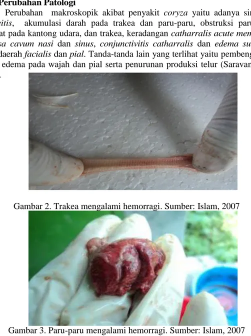 Gambar 2. Trakea mengalami hemorragi. Sumber: Islam, 2007 