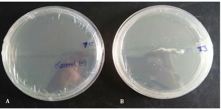 Gambar 4  Koloni  Sel Kompeten E. coli DH5 α Hasil TransformasiKeterangan: A: media kontrol negatif tidak ada koloni; B: media yang diinokulasikan sampel, terdapat 17  