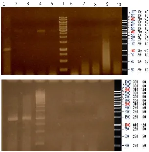 Gambar 6 Elektroferogram Konfirmasi Plasmid dengan PCRKeterangan: L : DNA ladder 1 kb, 1–18: plasmid