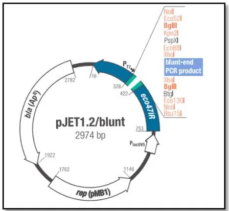 Gambar 7 Peta Plasmid pJET1.2/blunt