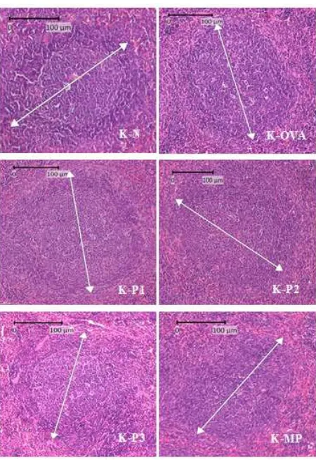 Gambar 1 Histologi Pulpa Alba Limpa Mencit BALB/c dengan Perwarnaan HE Perbesaran 10x pada          Kelompok Normal (K-N), Kontrol Negatif (K-OVA), Kontrol Metilprednisolon (K-MP), dan        Kelompok Perlakuan dengan Ekstrak Etanol C