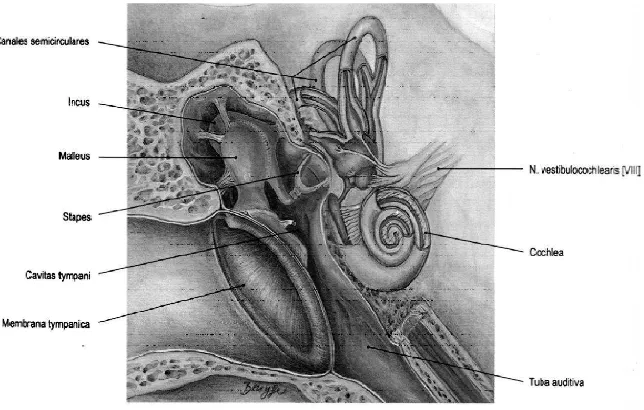 Gambar 2.2 Anatomi Telinga Tengah dan Dalam (sumber: Sobotta, 2006)