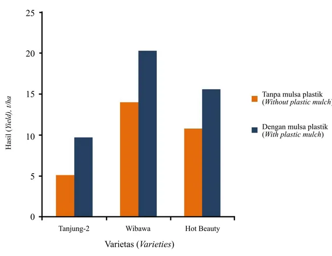 Gambar 3.    Pengaruh penggunaan mulsa terhadap hasil tiga varietas cabai merah  (Effect of the use plastic 