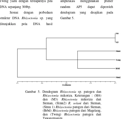 Gambar 5. Dendogram Rhizoctonia sp. patogen dan Rhizoctonia mikoriza. Keterangan : (M4) dan (M3) Rhizoctonia mikoriza dari Sleman, (Slmn2) R