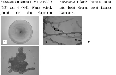 Gambar 3. Morfologi koloni Rhizoctonia mikoriza (A), jumlah inti didalam sel (B), dan sklerotium (C)