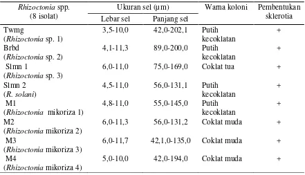 Tabel 1. Dimensi Rhizoctonia sp.  patogen dan Rhizoctonia mikoriza. 