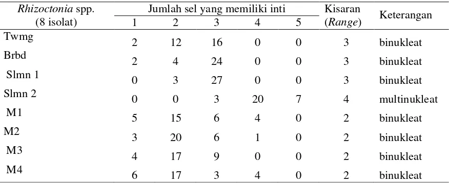 Tabel  2. Jumlah inti tiap sel hifa Rhizoctonia sp. patogen dan Rhizoctonia mikoriza. 