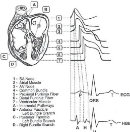 Gambar 1. Gambar anatomi sistem konduksi